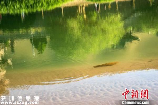 月牙泉再現(xiàn)鐵背魚