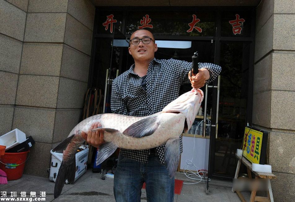 組圖:浙江男子為戒賭釣到41斤螺螄青 老漁民也稀罕
