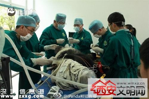 雅安大熊貓死亡全身傷痕累累 呼吁調(diào)查真相并出臺相關(guān)保護(hù)措施