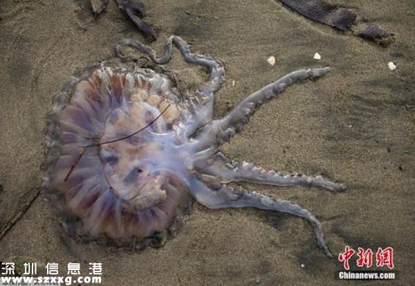 大量水母擱淺智利海灘