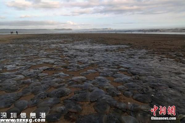 大量水母擱淺智利海灘