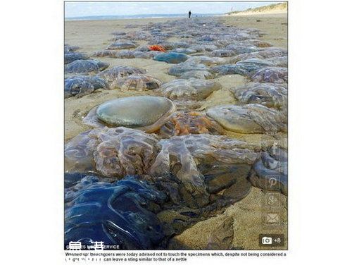 大量水母擱淺智利海灘