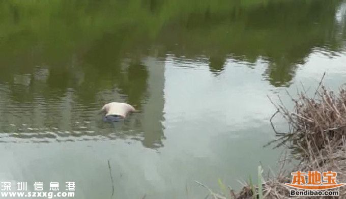 石巖釣魚場旁池塘驚現(xiàn)浮尸 上身半裸胳膊有淤青