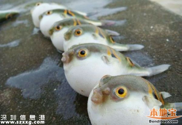 <a href=http://www.thesurfingworld.com/shenzhen/ target=_blank class=infotextkey>深圳</a>一人食用河豚中毒身亡 什么樣的河豚是安全的？