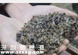 十萬(wàn)蜜蜂一夜暴斃