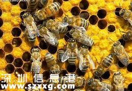 十萬(wàn)蜜蜂一夜暴斃