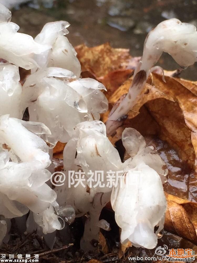 陜西發(fā)現(xiàn)死亡之花 水晶蘭的傳說+花語