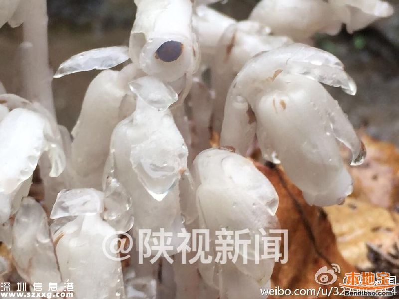 陜西發(fā)現(xiàn)死亡之花 水晶蘭的傳說+花語