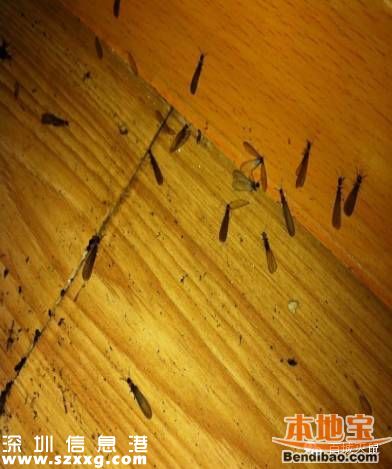 深圳白蟻高峰期 白蟻有什么危害？應(yīng)如何滅蟻？