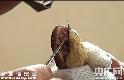 眼鏡王蛇。