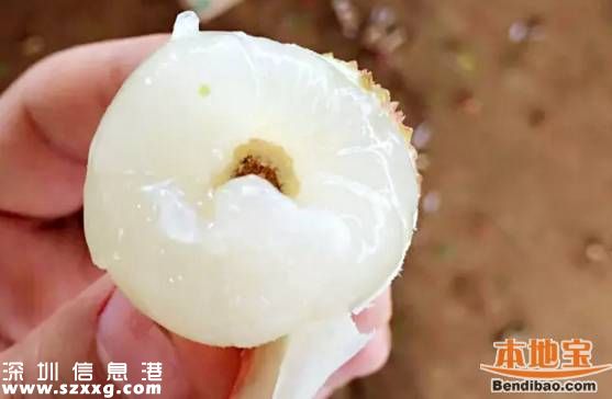 今年深圳荔枝貴嗎？何時(shí)上市？摘荔枝去哪？