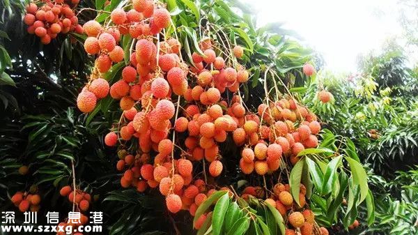 今年深圳荔枝貴嗎？何時(shí)上市？摘荔枝去哪？