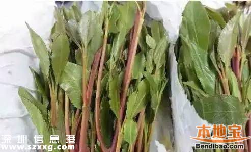 新型毒品有哪幾種？這些糖衣炮彈需注意