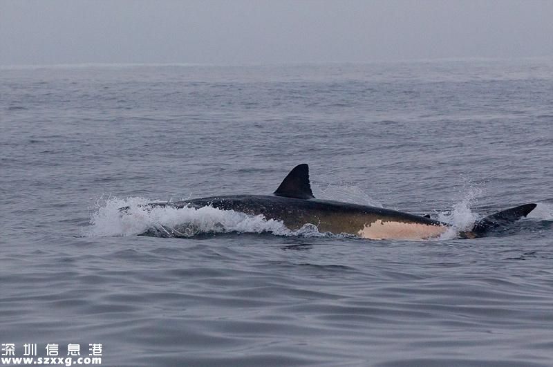 海豹鯊口逃生瞬間 險(xiǎn)逃多次且被鯊魚(yú)窮追5分鐘過(guò)程太刺激了