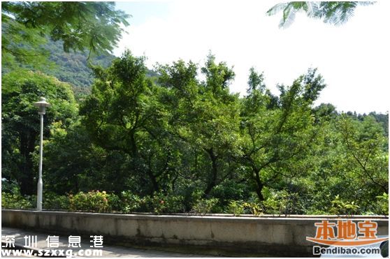 仙湖植物園門票能不能取消？