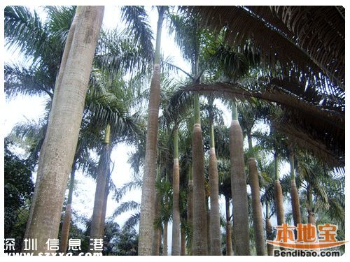 仙湖植物園門票能不能取消？