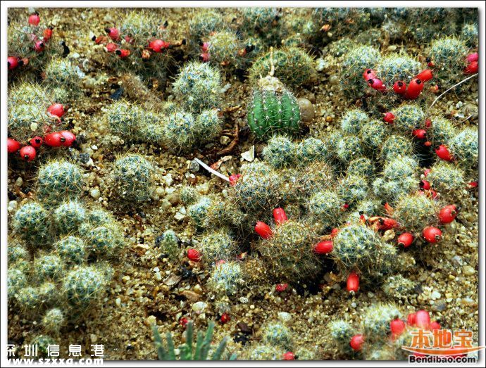 仙湖植物園門票能不能取消？
