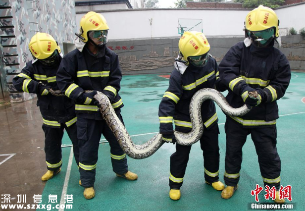 攀枝花現(xiàn)4米長(zhǎng)蛇 蟒蛇口腔內(nèi)牙齒清晰可見