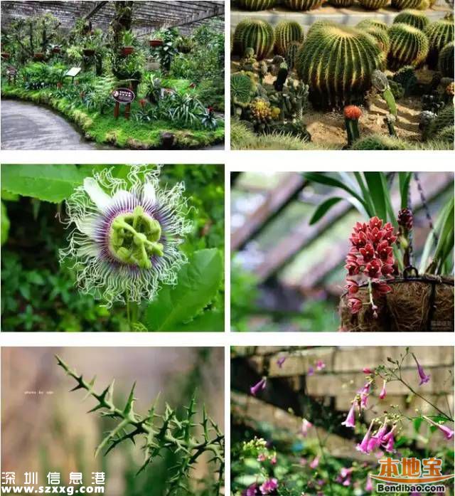 仙湖植物園門票下調(diào)至15元 免費(fèi)時(shí)段不變