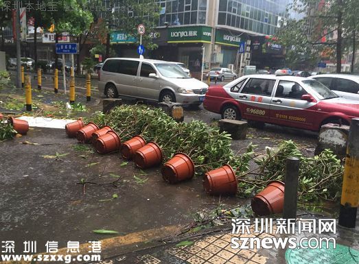 妮妲臺風給深圳留下了什么？1313棵樹被摧毀