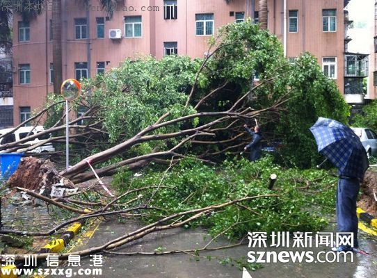 妮妲臺風給深圳留下了什么？1313棵樹被摧毀