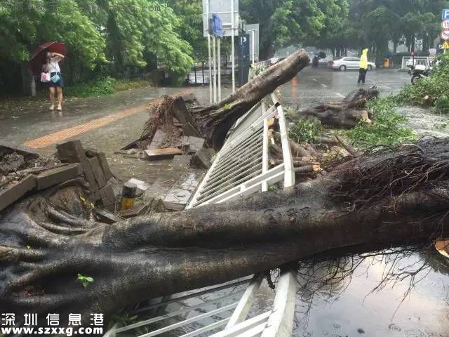 妮妲臺風給深圳留下了什么？1313棵樹被摧毀
