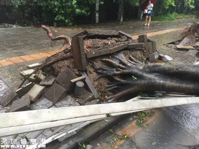 妮妲臺風給深圳留下了什么？1313棵樹被摧毀
