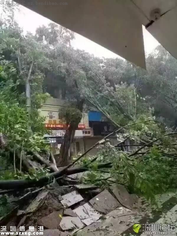 臺(tái)風(fēng)中1313棵樹(shù)被摧毀 倒伏的樹(shù)木如何處置？