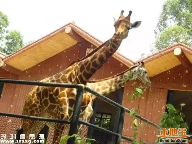 深圳地鐵7號(hào)線洪湖站實(shí)景圖曝光 吃喝玩樂(lè)最牛線