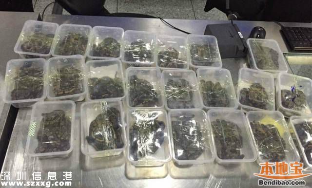 深圳女子過海關被查 褲襠藏22部蘋果手機