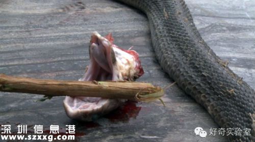 遼寧殺蛇人吃蛇無數(shù)變成蛇人 身上長滿魚鱗狀表皮令人毛骨悚然