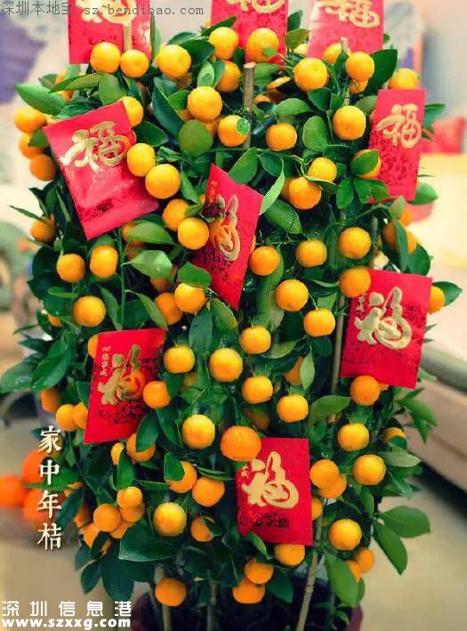 春節(jié)買什么年花？不同花有什么不同寓意？