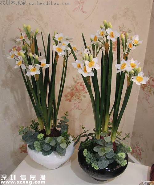 春節(jié)買什么年花？不同花有什么不同寓意？