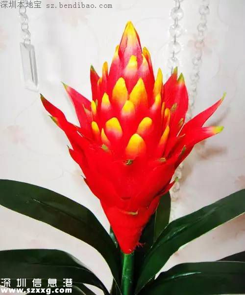春節(jié)買什么年花？不同花有什么不同寓意？