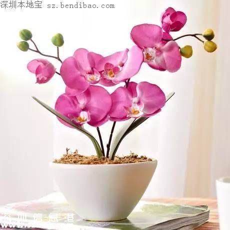 春節(jié)買什么年花？不同花有什么不同寓意？
