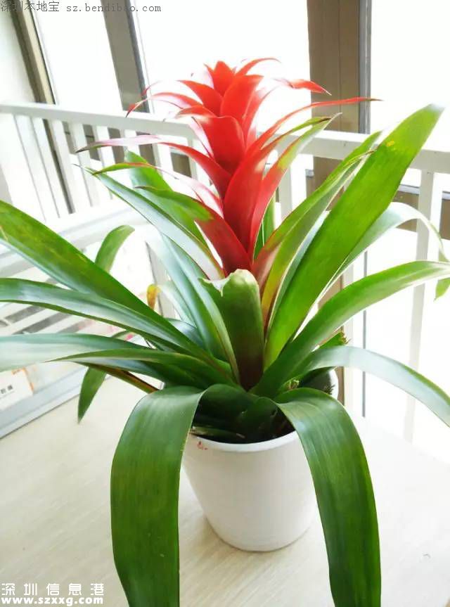 春節(jié)買什么年花？不同花有什么不同寓意？