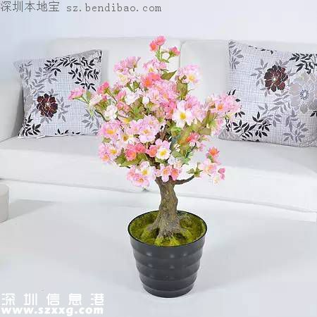 春節(jié)買什么年花？不同花有什么不同寓意？