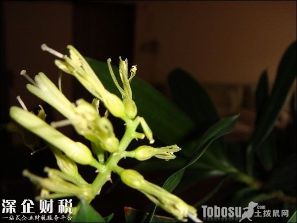 金錢(qián)樹(shù)開(kāi)花好不好