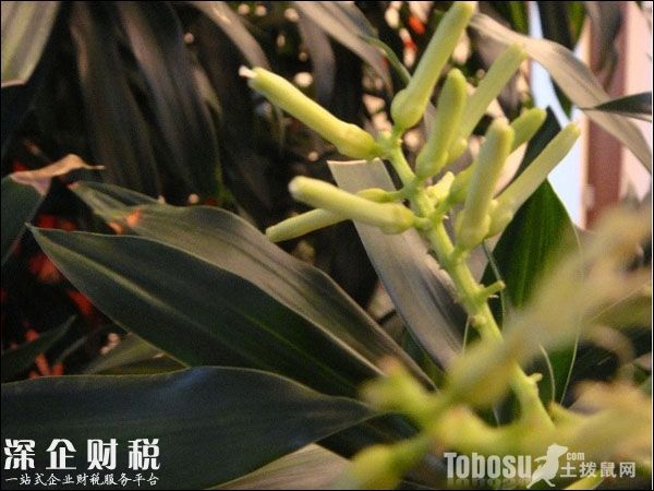 金錢(qián)樹(shù)圖片