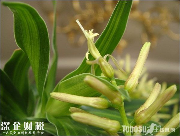 金錢(qián)樹(shù)開(kāi)花好不好