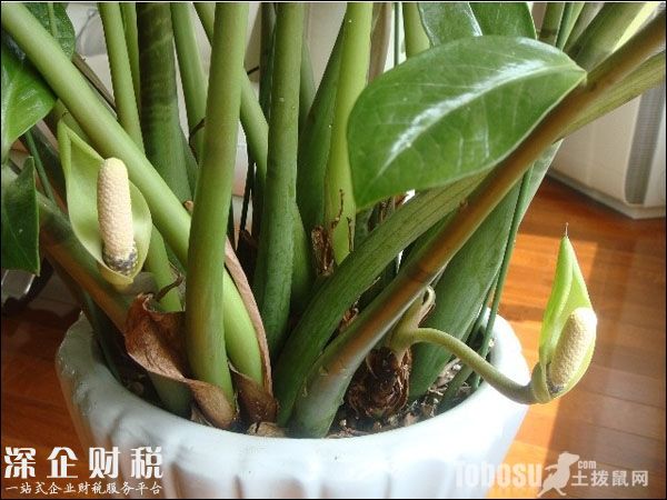 金錢(qián)樹(shù)開(kāi)花圖片