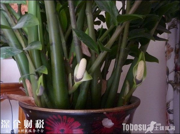 金錢(qián)樹(shù)開(kāi)花圖片