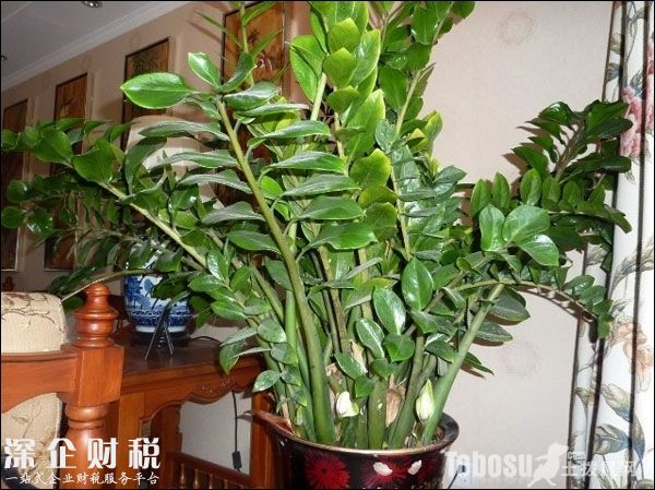 金錢(qián)樹(shù)開(kāi)花好不好