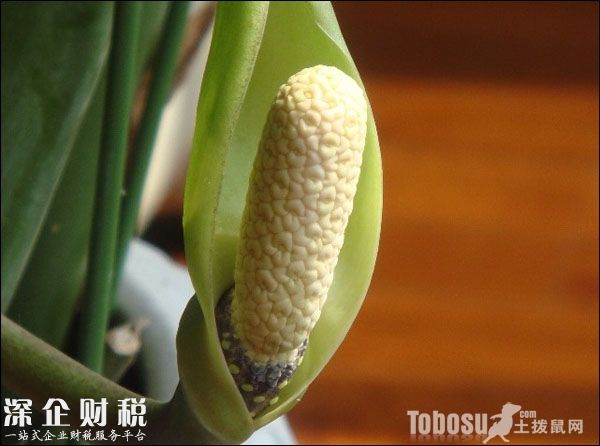 金錢(qián)樹(shù)開(kāi)花圖片