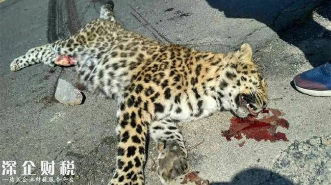 山西公路現(xiàn)死亡金錢(qián)豹 公路路邊出現(xiàn)一灘血跡內(nèi)臟露出體外太惡心