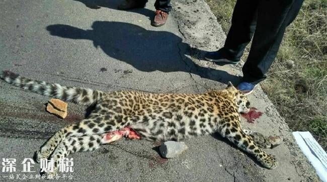 公路現(xiàn)死亡金錢(qián)豹