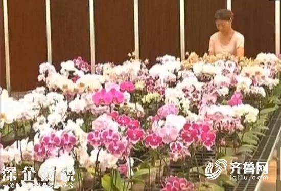 女子順走天價(jià)蝴蝶花 系新品種母株價(jià)值2000萬