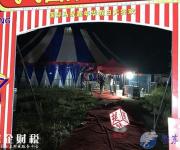 馬戲團(tuán)幼虎出逃嚇壞眾人 幸好有驚無(wú)險(xiǎn)